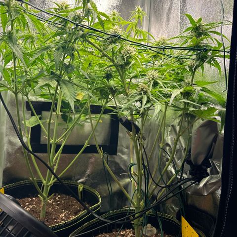 Melonade Runtz Auto erster grow Versuch  growlog timeline photo