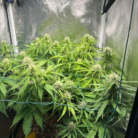 Melonade Runtz Auto erster grow Versuch  growlog timeline photo