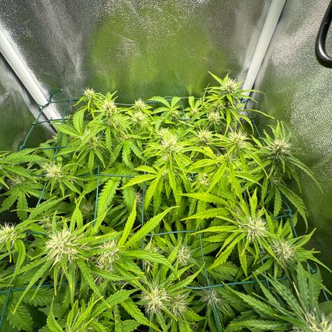 Melonade Runtz Auto erster grow Versuch  growlog timeline photo