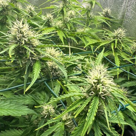 Melonade Runtz Auto erster grow Versuch  growlog timeline photo