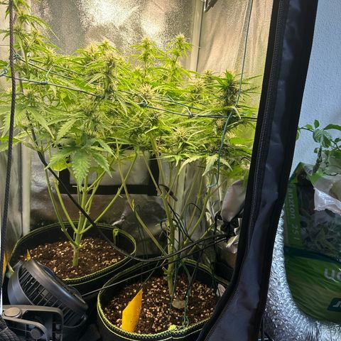 Melonade Runtz Auto erster grow Versuch  growlog timeline photo