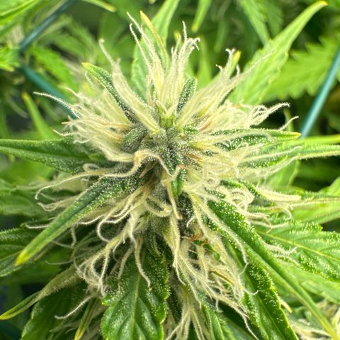 Melonade Runtz Auto erster grow Versuch  growlog timeline photo