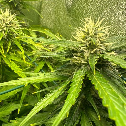 Melonade Runtz Auto erster grow Versuch  growlog timeline photo