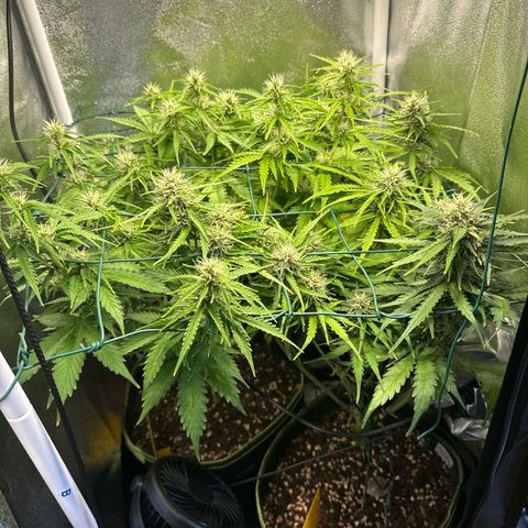Melonade Runtz Auto erster grow Versuch  growlog timeline photo