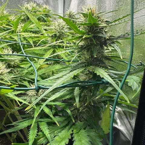 Melonade Runtz Auto erster grow Versuch  growlog timeline photo