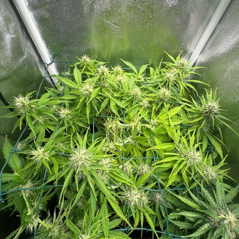 Melonade Runtz Auto erster grow Versuch  growlog timeline photo