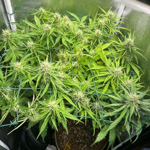 Melonade Runtz Auto erster grow Versuch  growlog timeline photo