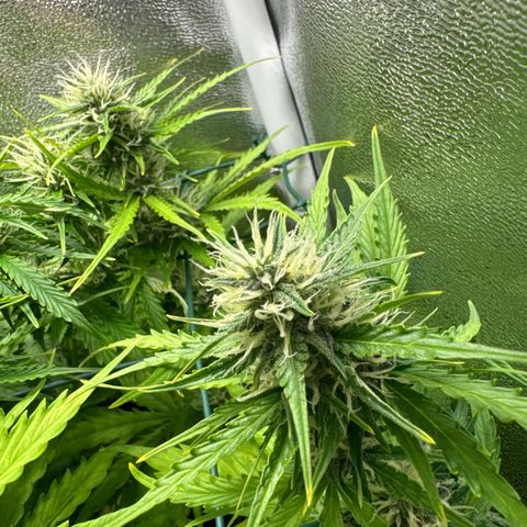 Melonade Runtz Auto erster grow Versuch  growlog timeline photo