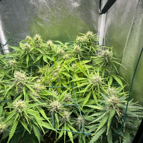Melonade Runtz Auto erster grow Versuch  growlog timeline photo