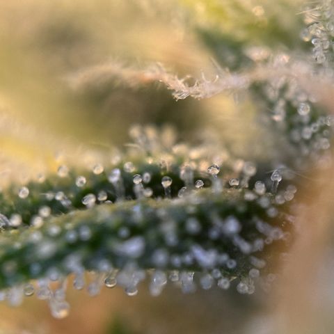 Melonade Runtz Auto erster grow Versuch  growlog timeline photo