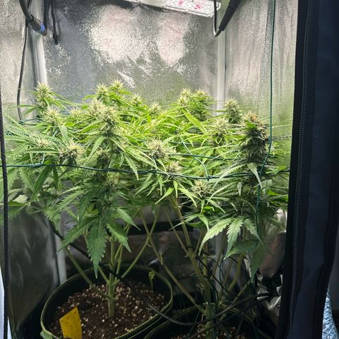 Melonade Runtz Auto erster grow Versuch  growlog timeline photo