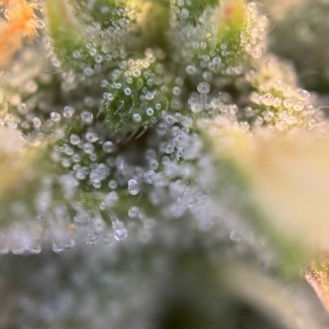 Melonade Runtz Auto erster grow Versuch  growlog timeline photo