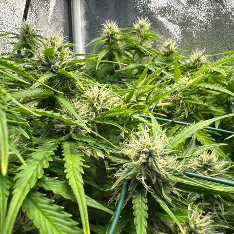Melonade Runtz Auto erster grow Versuch  growlog timeline photo