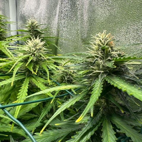 Melonade Runtz Auto erster grow Versuch  growlog timeline photo