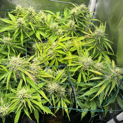 Melonade Runtz Auto erster grow Versuch  growlog timeline photo
