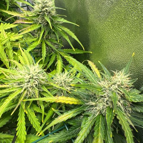 Melonade Runtz Auto erster grow Versuch  growlog timeline photo