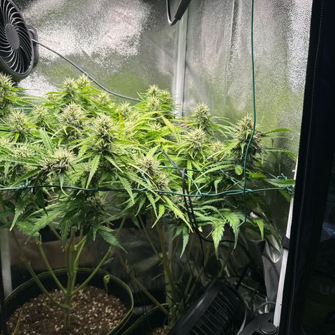 Melonade Runtz Auto erster grow Versuch  growlog timeline photo