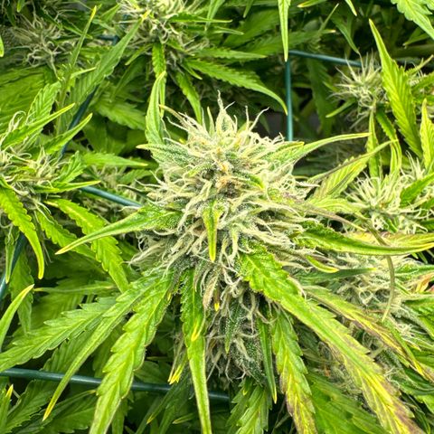 Melonade Runtz Auto erster grow Versuch  growlog timeline photo