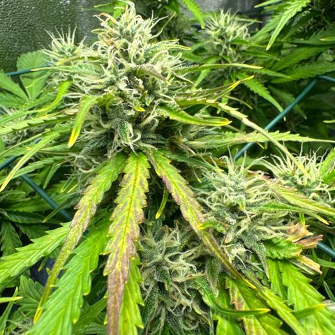 Melonade Runtz Auto erster grow Versuch  growlog timeline photo