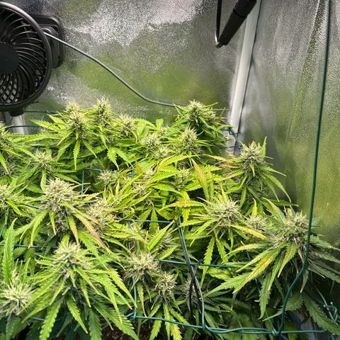 Melonade Runtz Auto erster grow Versuch  growlog timeline photo