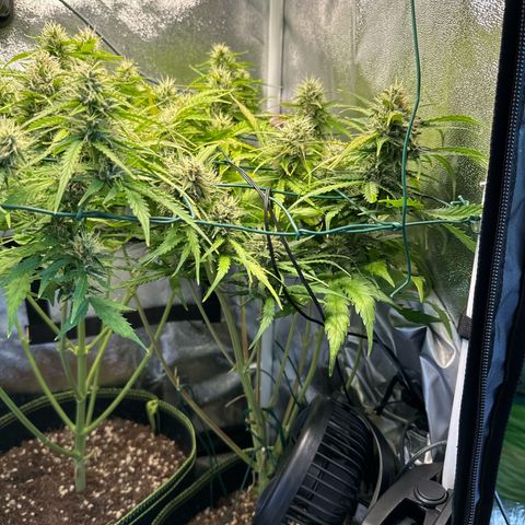 Melonade Runtz Auto erster grow Versuch  growlog timeline photo