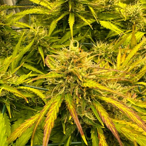 Melonade Runtz Auto erster grow Versuch  growlog timeline photo