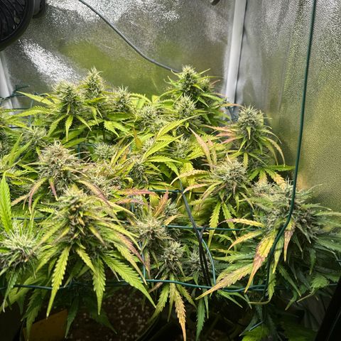 Melonade Runtz Auto erster grow Versuch  growlog timeline photo