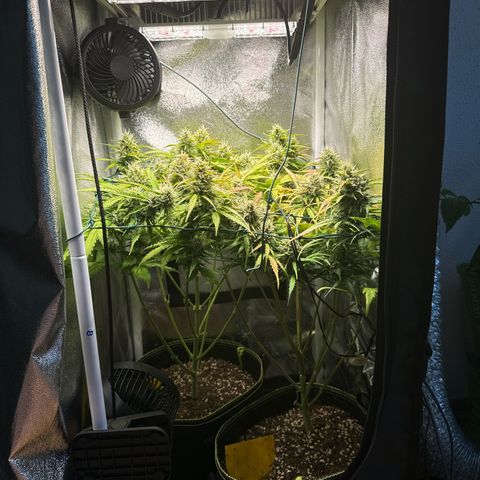 Melonade Runtz Auto erster grow Versuch  growlog timeline photo