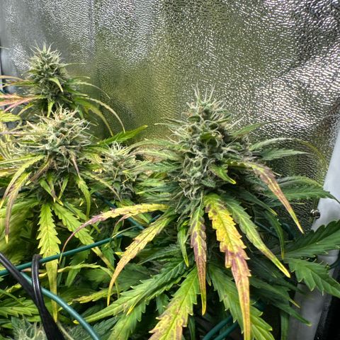 Melonade Runtz Auto erster grow Versuch  growlog timeline photo