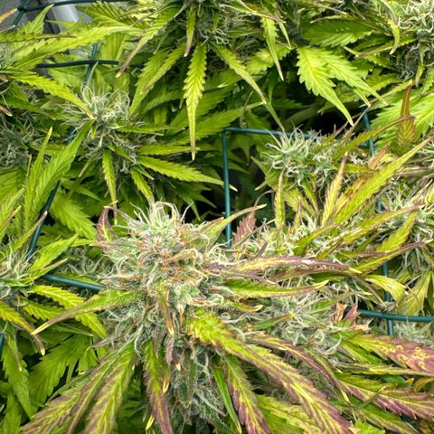 Melonade Runtz Auto erster grow Versuch  growlog timeline photo
