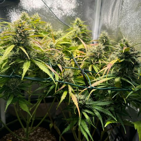 Melonade Runtz Auto erster grow Versuch  growlog timeline photo