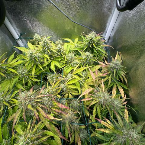 Melonade Runtz Auto erster grow Versuch  growlog timeline photo