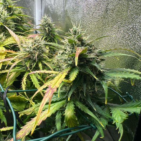 Melonade Runtz Auto erster grow Versuch  growlog timeline photo
