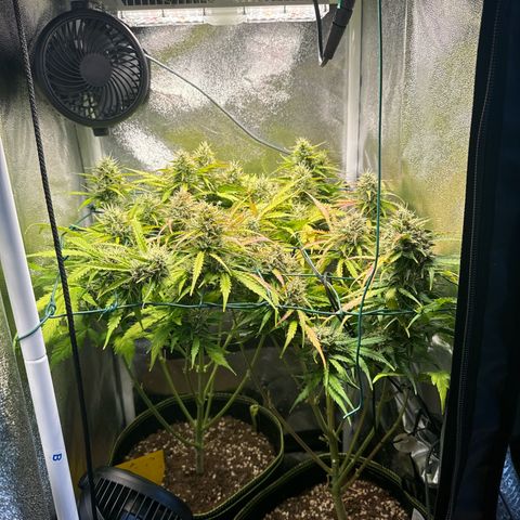 Melonade Runtz Auto erster grow Versuch  growlog timeline photo