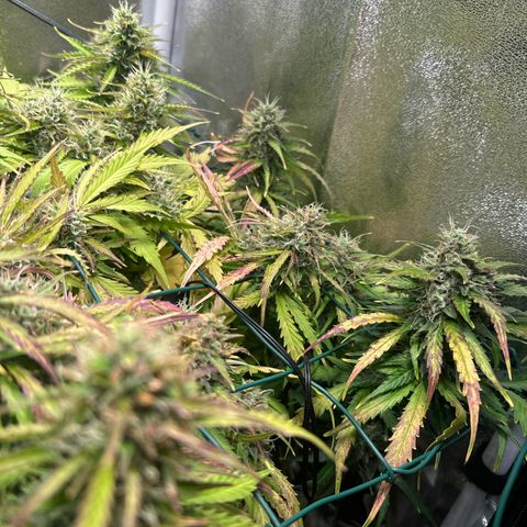 Melonade Runtz Auto erster grow Versuch  growlog timeline photo