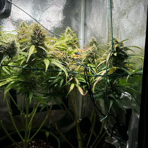Melonade Runtz Auto erster grow Versuch  growlog timeline photo