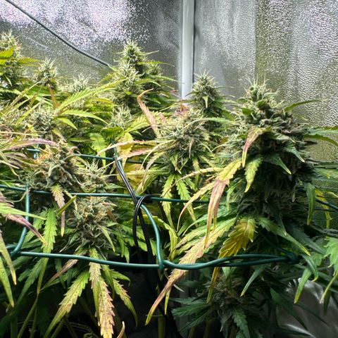 Melonade Runtz Auto erster grow Versuch  growlog timeline photo