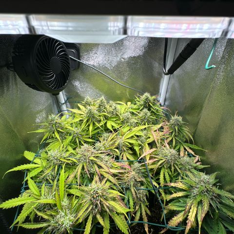 Melonade Runtz Auto erster grow Versuch  growlog timeline photo