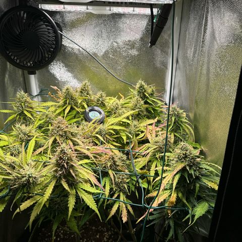 Melonade Runtz Auto erster grow Versuch  growlog timeline photo