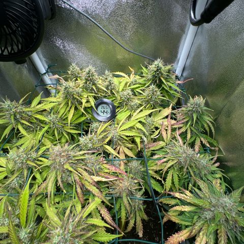 Melonade Runtz Auto erster grow Versuch  growlog timeline photo