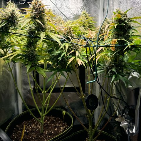 Melonade Runtz Auto erster grow Versuch  growlog timeline photo