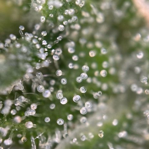 Melonade Runtz Auto erster grow Versuch  growlog timeline photo