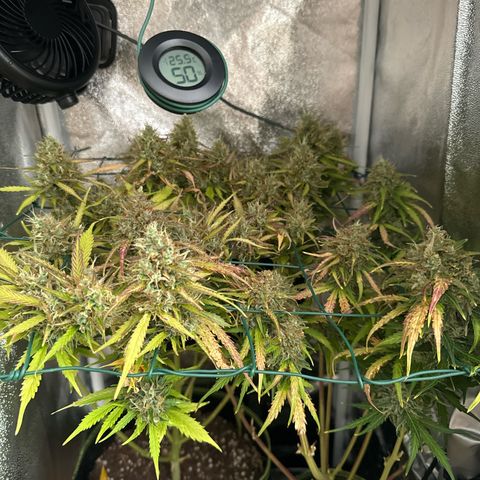 Melonade Runtz Auto erster grow Versuch  growlog timeline photo