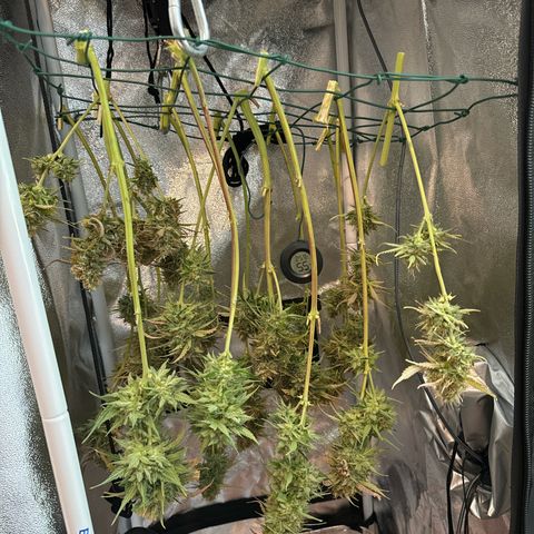 Melonade Runtz Auto erster grow Versuch  growlog timeline photo