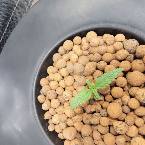 Frozen Black Cherry #1 growlog timeline photo