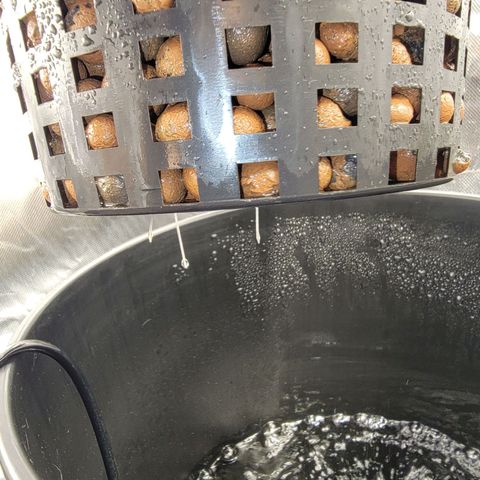 Frozen Black Cherry #1 growlog photo: Roots sprouting from basket