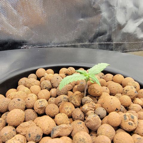Frozen Black Cherry #1 growlog photo: Roots sprouting from basket