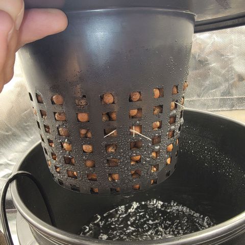 Frozen Black Cherry #1 growlog photo: Roots sprouting from basket