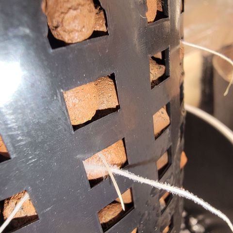 Frozen Black Cherry #1 growlog timeline photo