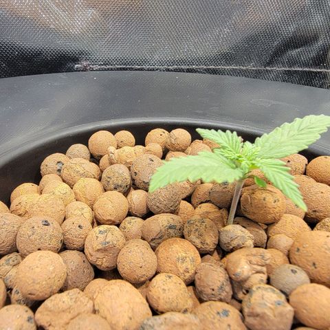 Frozen Black Cherry #1 growlog timeline photo